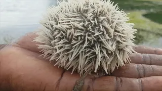 Sea Urchin