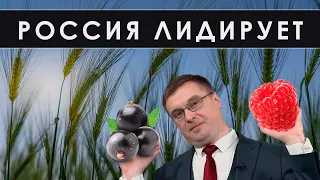 Россия мировой лидер по этим сельхозтоварам