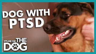 Can This Dog Get Over His Difficult Past? | It's Me or The Dog