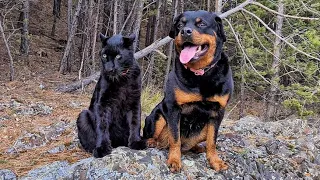 Panther and Rottweiler on a mountain river 🐆  🌲 / Luna does not want to part with a winter fur coat
