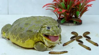 African Bullfrog Video: Eating Many Worms! Warning Live Feeding