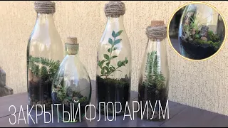 ФЛОРАРИУМ ЗАКРЫТОГО ТИПА СВОИМИ РУКАМИ С МИНИМАЛЬНЫМИ ВЛОЖЕНИЯМИ || КАК СДЕЛАТЬ ФЛОРАРИУМ?|florarium