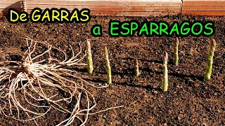 Cómo Plantar Espárragos utilizando Garras | Los Cuidados que Requieren para prosperar bien!!