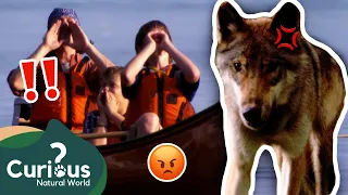 STALKED By A Hungry And Opportunistic Wolf! 🐕🩸 | Human Prey | Curious?: Natural World