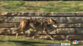 Neighbors react to coyote attacks at Arlington park