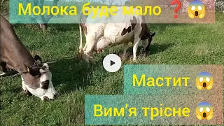 ‼️2-х разовая дойка с отёла 🐮🥛❓пропало молоко 😱 мастит 😱 farmer milk cow 🐄