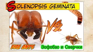 Гемината против Сверчков и Зофобаса // FIRE ANTS Solenopsis geminata