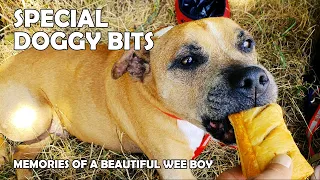 Tyson's Doggy Bits | Memories of Our Wee Staffie