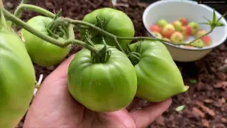 Тема Обзор высокорослых томатных сортов. Новинки! Лето 2022 года. Часть 1