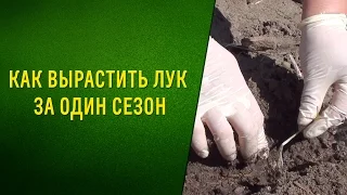 Огромный лук за один сезон. Сорт Эксибишн