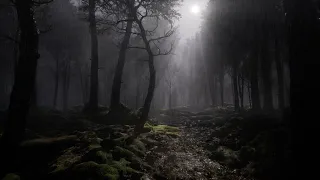 Misty Forest Night With Rain And Thunder | Rain & Thunder Sounds | 8 Hrs | Rain sounds for sleeping