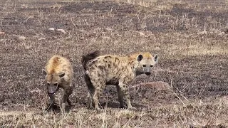 mating hyena at masai mara kenya