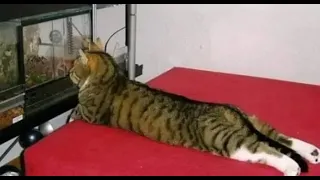 😺 Шоу для кота! 🐶 Смешное видео с собаками, кошками и котятами! 🐱