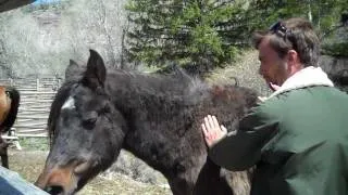 Reach Out to Horses - Reiki energy healing for horses at Bitterroot Ranch