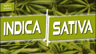 Totaler Quatsch! - Indica vs Sativa - Anna von imc erklärt Cannabis Taxonomie und Geschichte
