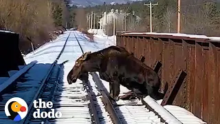 People Rescue 700-Pound Moose From Railroad Tracks | The Dodo