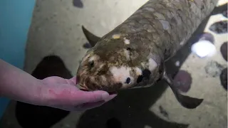 90-year-old fish named Methuselah believed to be the world's oldest living aquarium fish