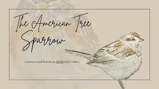 The American Tree Sparrow