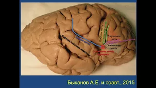 Нейрохирургия - Функциональная анатомия коры и проводящих путей мозга