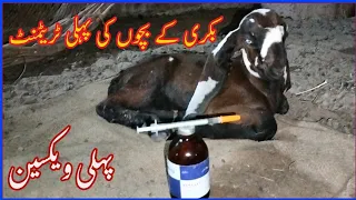 goat kide first training /First Day Goat Kids Care/پہلے دن  کے حفاظتی انجیکشن