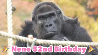 🎉🎂Grandma Gorilla's 52nd Birthday🎂🎉｜Shabani Group / Nene