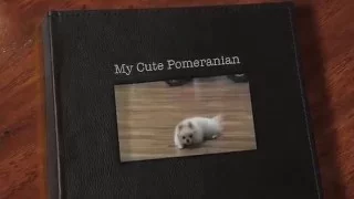 10 Funniest Pomeranian Videos - 2016