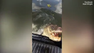 5m Darwin crocodile lunges at man and snaps its jaws