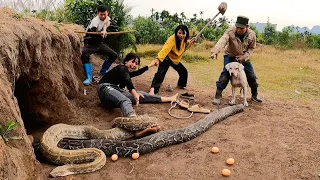 So Very Scary, Two Ferocious Giant Pythons Lays 100 Eggs To Attack The Girl | Wild Hunter TV