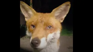 Mr Fox Nose Bump