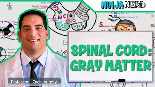 Neurology | Spinal Cord: Gray Matter Structure & Function
