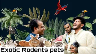 Exotic Rodents Pets | @KarnatakaAquarium  rats, Parisian cats,and hamsters | Heart Hacker Lovely 69