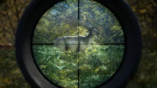 HUNTING! In Hunter Call Of The Wild.