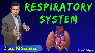 Respiratory System | Respiration In Human | CBSE Class 10 Science | Biology | Toppr Study