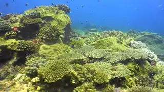 Diving Two Mile Reef, Bazaruto Island, Mozambique