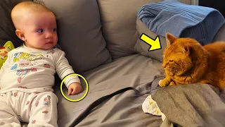 Cat Climbed Into The Baby's Crib at Night. What It Did Left The Parents In Great Shock!