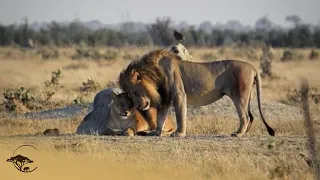 Lions Fighting Over Lioness