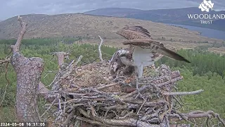 Louis delivers a second fish to Dorcha on Loch Arkaig Osprey Nest Two 8 May 2024