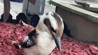 Kookaburra In our Garden