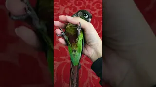 Green cheek conure how to preen human thumb in 83 seconds