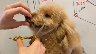 Poodle Puppy Face Grooming | Puppy Grooming | Dog Grooming