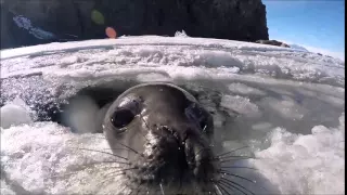 Curious Weddell seal pup