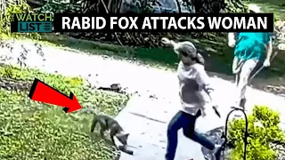 Watch Rabid Fox Attack Woman In Her Yard (Video)