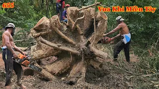 Vua Khỉ Miền Tây cưa phần gốc của cây Còng, để làm mặt bàn như thế nào ? Cutting samanea saman 