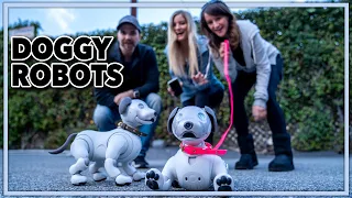 Treating Our Robot Dogs Like Real Dogs