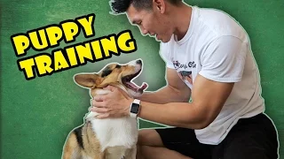 DOG TRAINING W/ CORGI | TIPS & TRICKS FOR PUPPIES - Life After College: Ep. 487