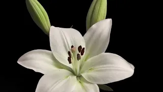 Lilium+candidum+ +How+it+blooms+and+grows+ +Time+lapse
