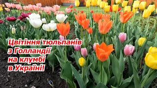 Маленька Голландія на нашій дачі- яскраво цвітуть тюльпани!