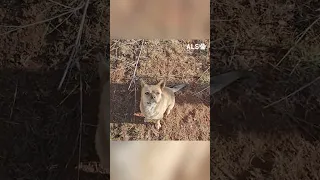 Woman fed an abandoned dog and then got surprised from it #shorts