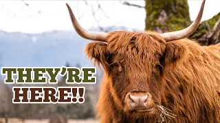 Scottish Highlanders & HUGE Discovery in 106-Year-Old Farm Pasture