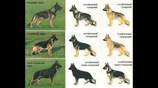 ОКРАСЫ немецких овчарок. Часть 2